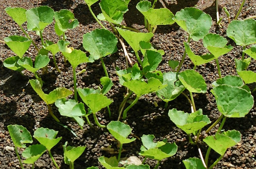 centella 